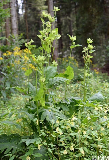 Cirsium oleraceum