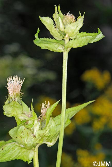 Cirsium oleraceum