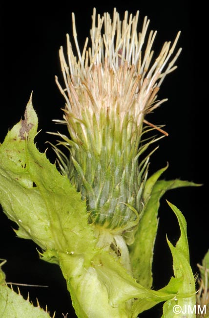 Cirsium oleraceum