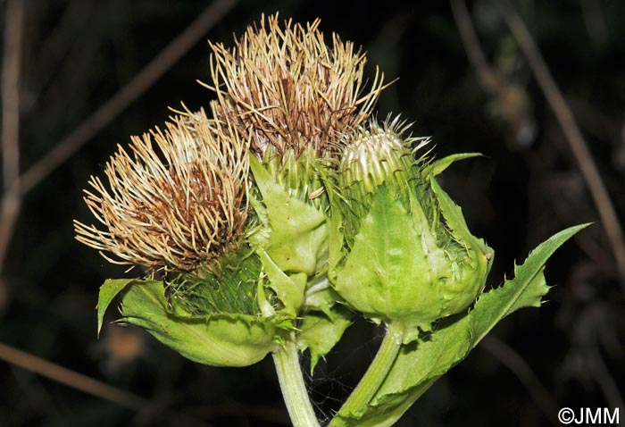 Cirsium oleraceum