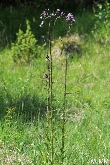 Cirsium palustre