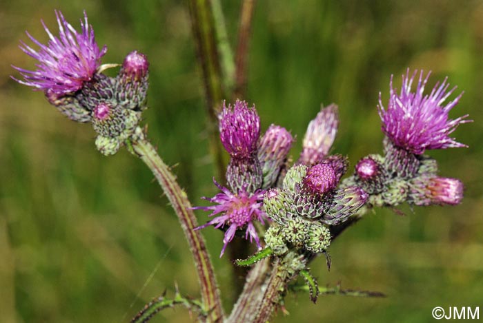 Cirsium palustre