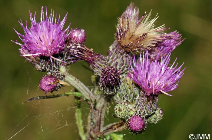 Cirsium palustre