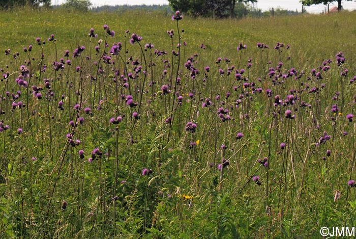 Cirsium rivulare