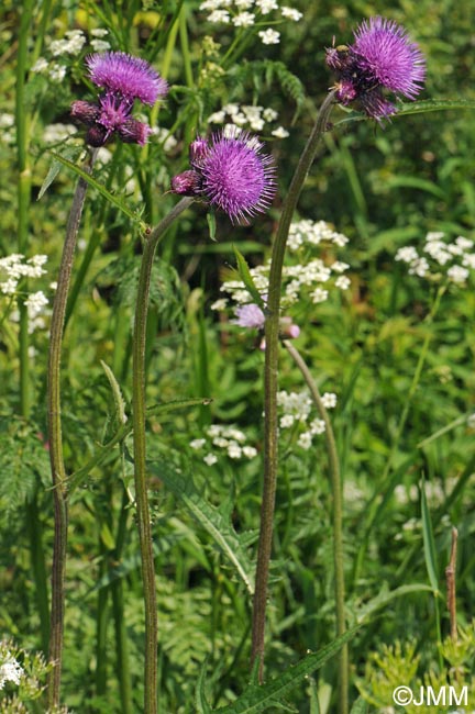 Cirsium rivulare