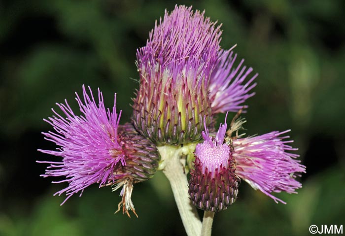 Cirsium rivulare