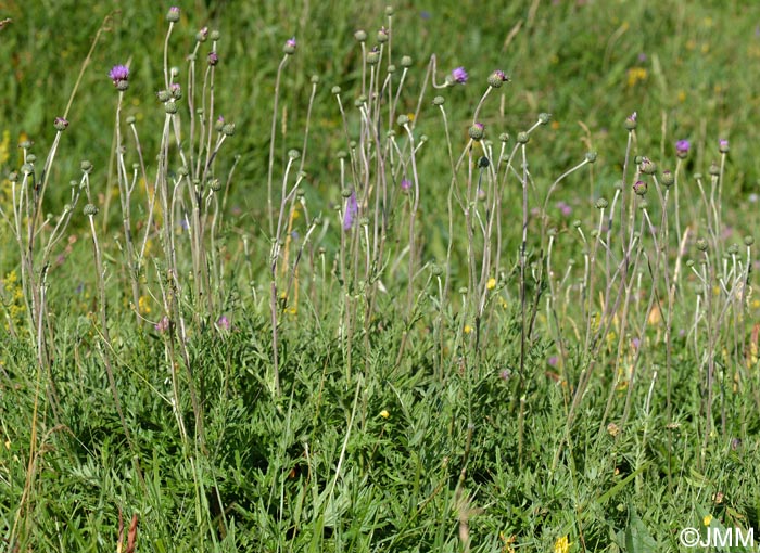 Cirsium tuberosum