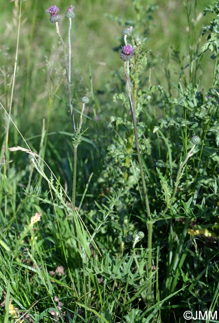 Cirsium tuberosum