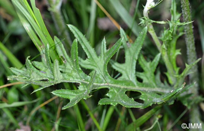 Cirsium tuberosum