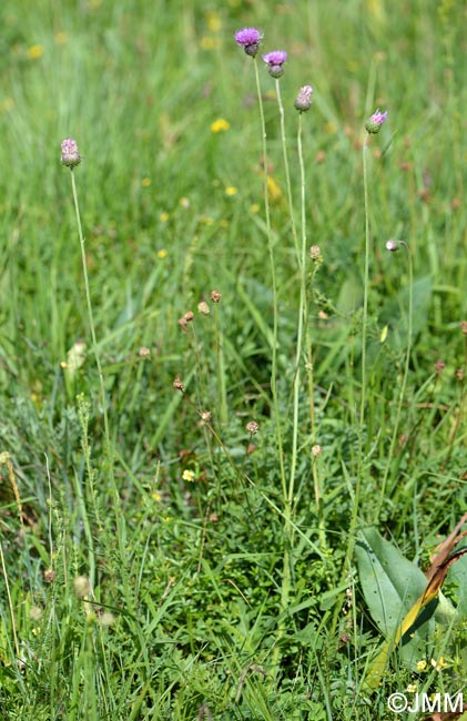 Cirsium tuberosum