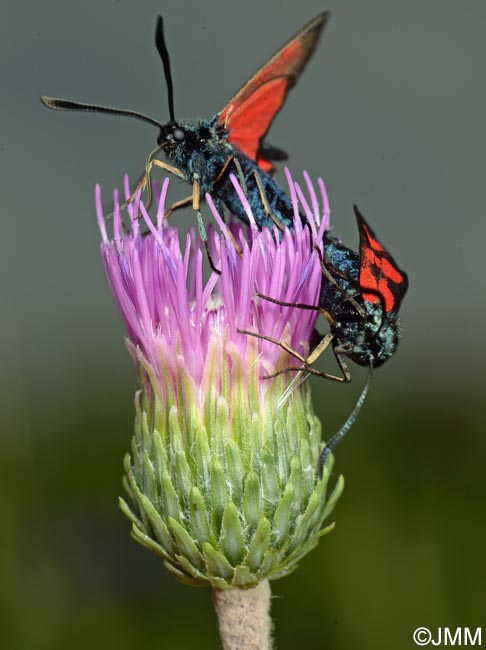 Cirsium tuberosum