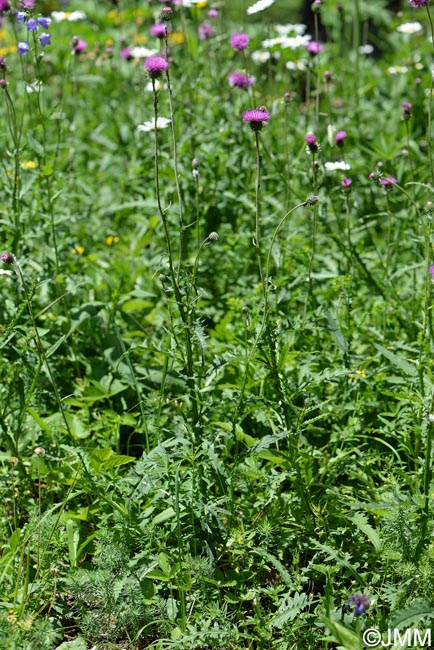 Cirsium tuberosum