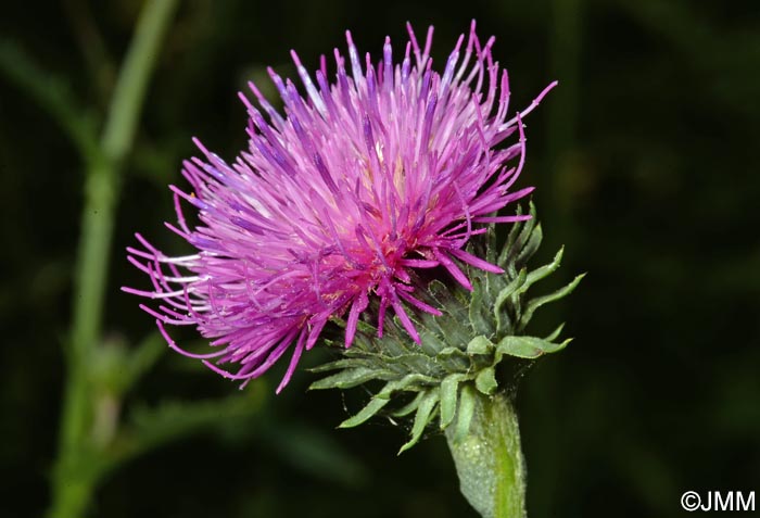 Cirsium tuberosum