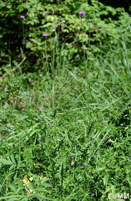 Cirsium tuberosum