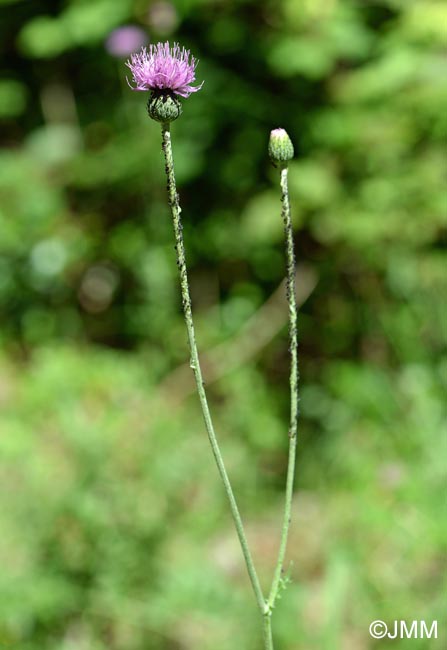 Cirsium tuberosum