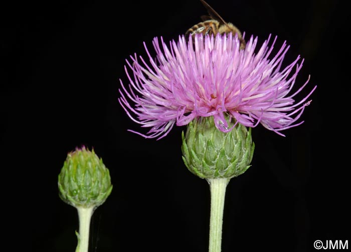 Cirsium tuberosum