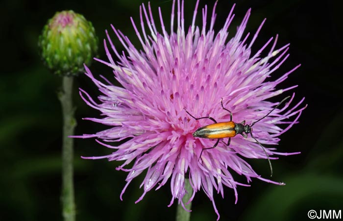 Cirsium tuberosum