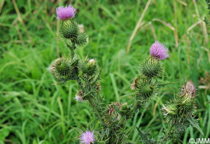 Cirsium vulgare