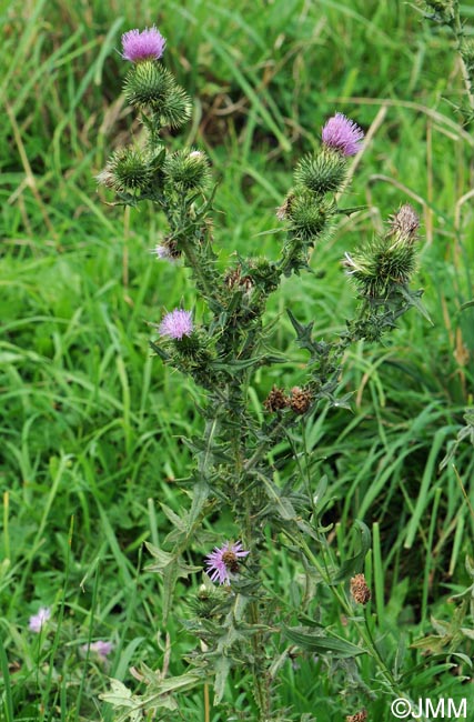 Cirsium vulgare