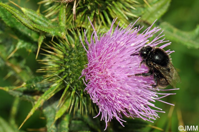 Cirsium vulgare