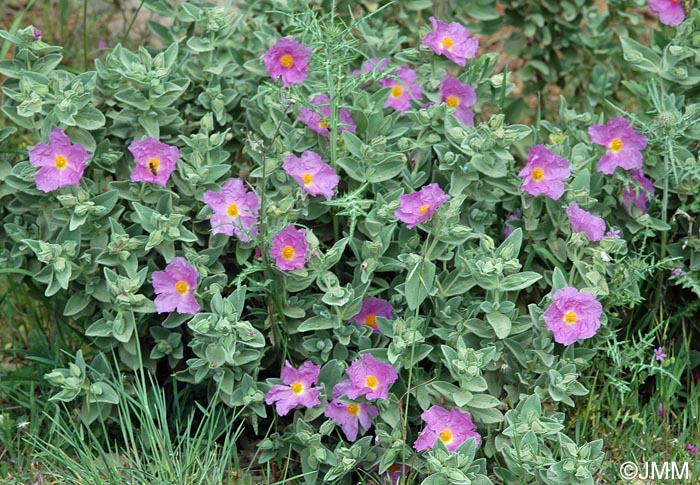 Cistus albidus