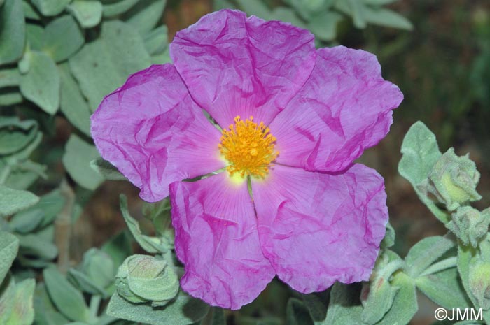 Cistus albidus