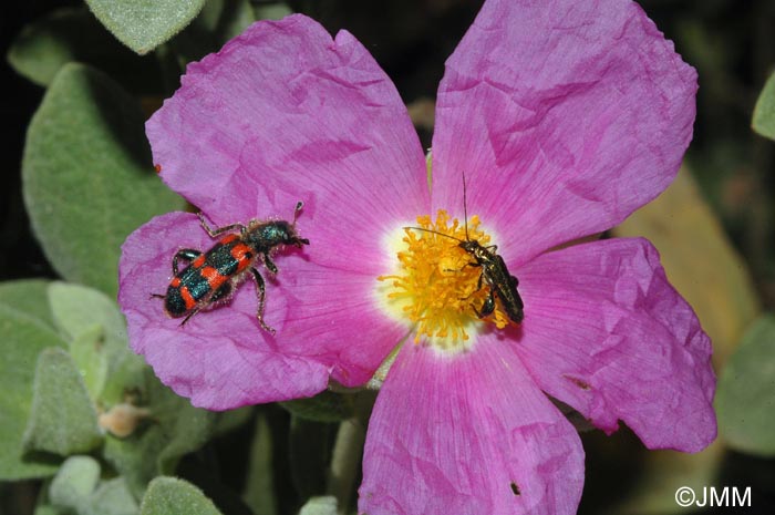 Cistus albidus