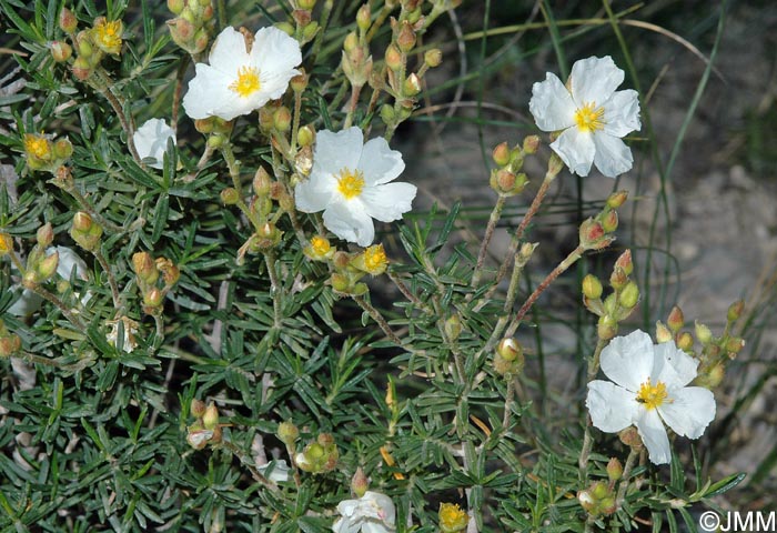 Cistus clusii subsp. clusii