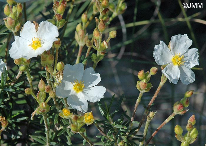 Cistus clusii subsp. clusii