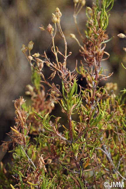 Cistus clusii subsp. multiflorus