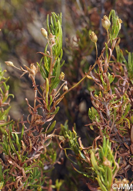 Cistus clusii subsp. multiflorus