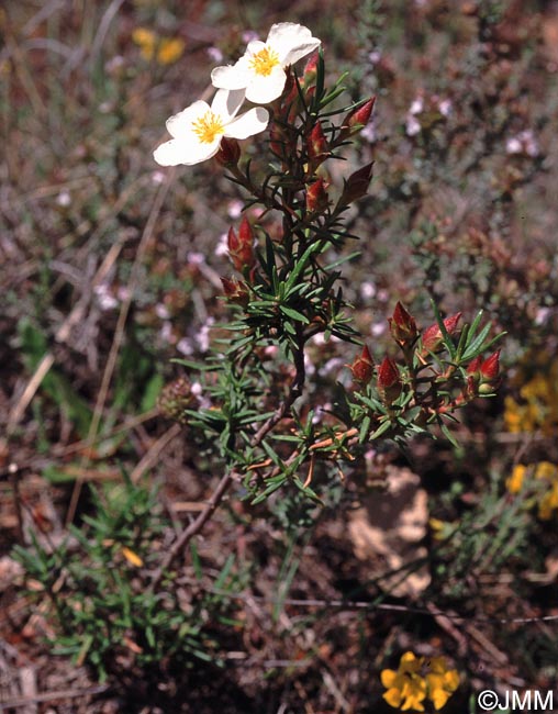 Cistus clusii subsp. multiflorus