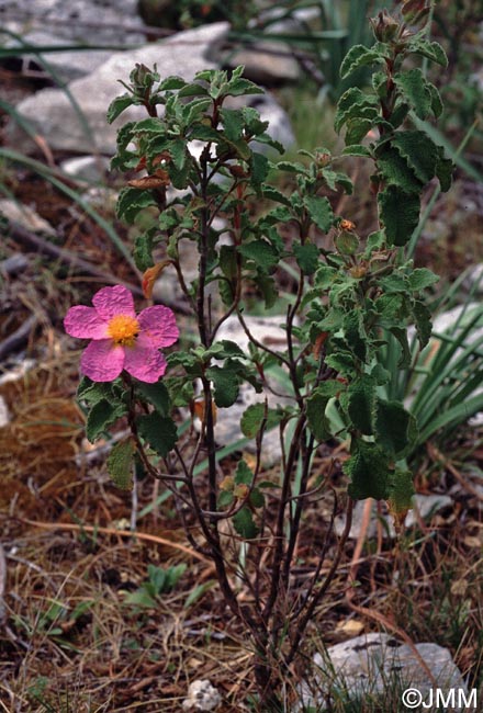 Cistus creticus