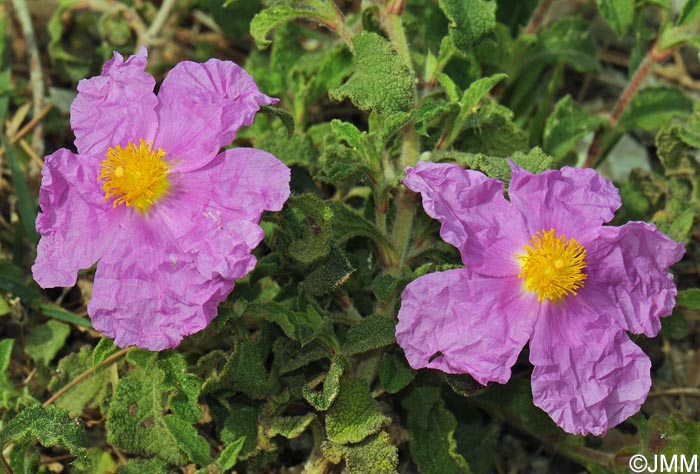 Cistus creticus