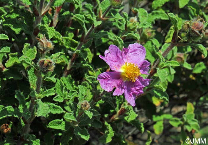 Cistus creticus