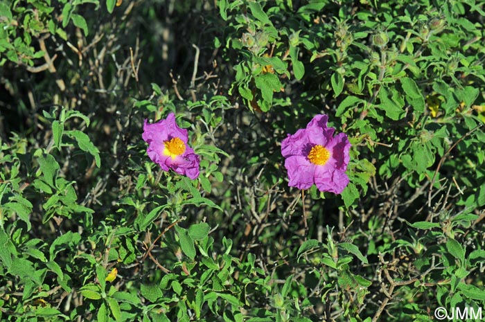 Cistus creticus