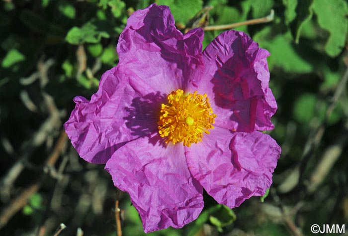 Cistus creticus