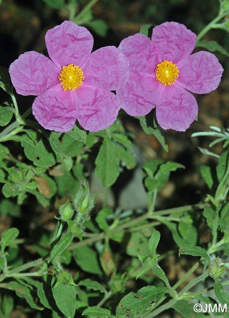 Cistus creticus