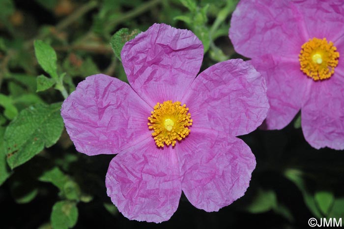 Cistus creticus