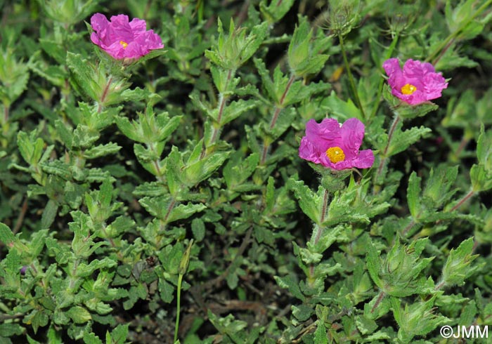 Cistus crispus