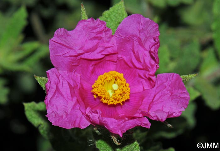 Cistus crispus