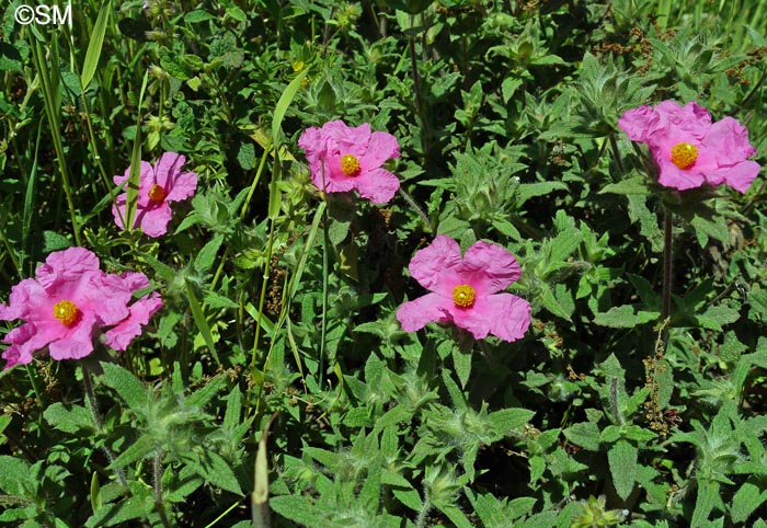 Cistus crispus