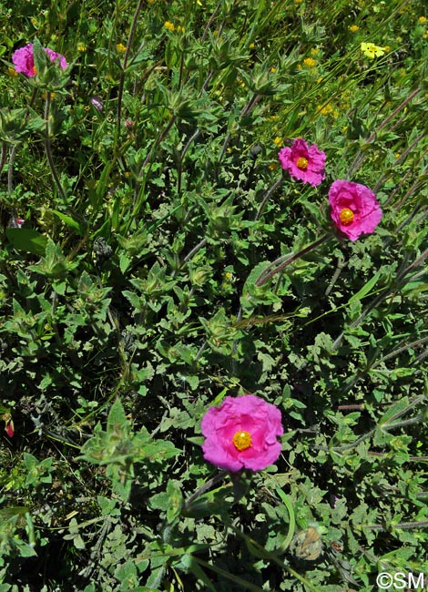 Cistus crispus