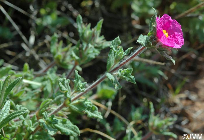 Cistus crispus