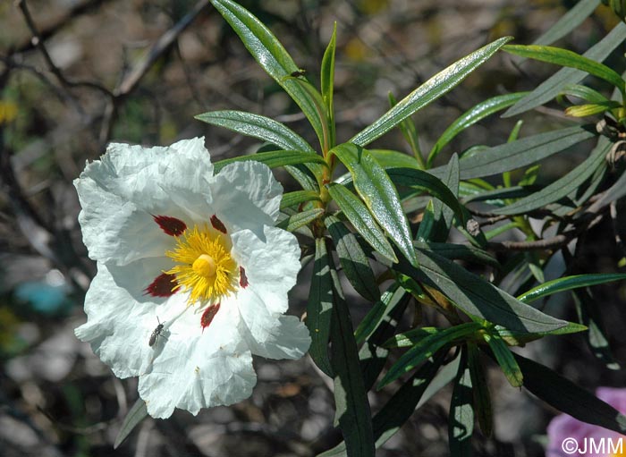 Cistus ladanifer