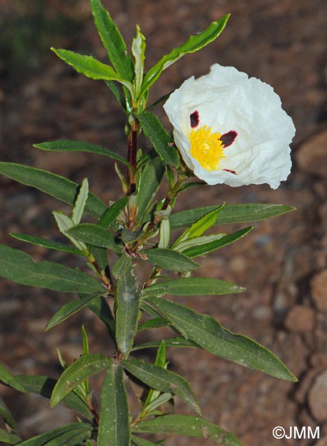 Cistus ladanifer