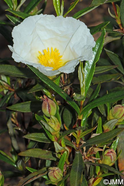 Cistus ladanifer