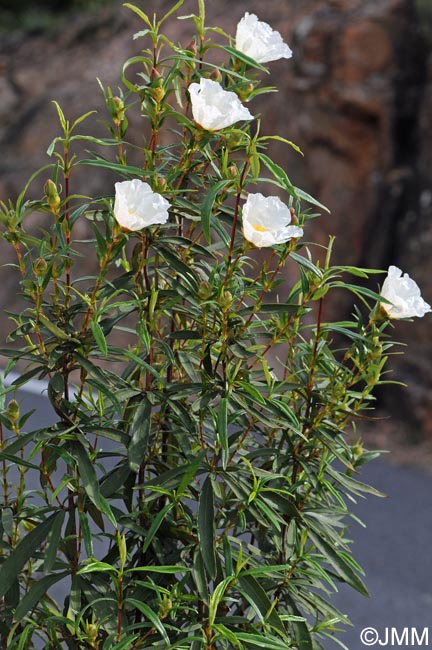 Cistus ladanifer