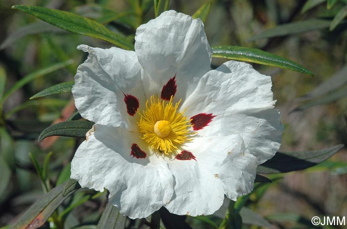 Cistus ladanifer