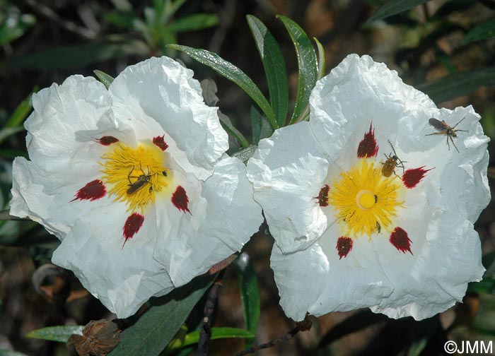 Cistus ladanifer